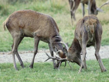 Red deer stags locking antlers