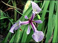 Blue Flag Iris