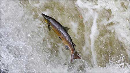 Salmon leaping c/o David Hay