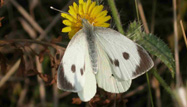 Large White by Dawn Balmer/BTO