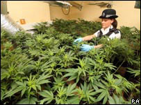 大麻草