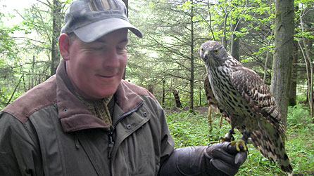 goshawk01.jpg