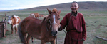 A grandfather standing with a horse in a field with cows in Mongolia