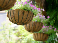 Hanging baskets