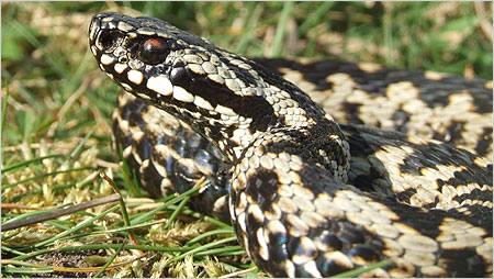 Male Adder in the spring c/o Will Atkins, LEHART