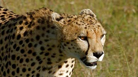 A cheetah © Colin Jackson A cheetah © Colin Jackson