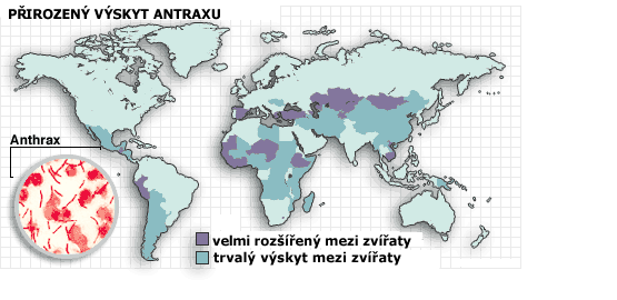 Přirozený výskyt antraxu