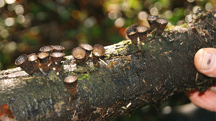 The wonderful splash cup or bird's nest fungi.