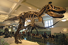 A dinosaur skeleton