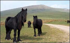 Fell ponies