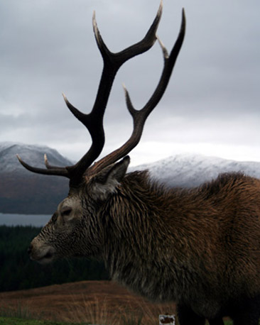 Stag, Rannoch Moor