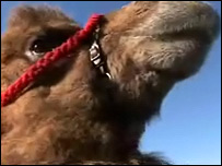 camel