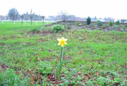 January daffodil on Pitchcroft