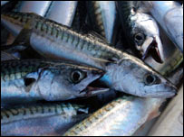 Mackerel
