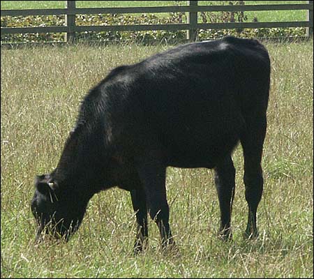 A source of manure for the field