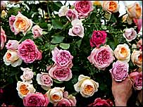 玫瑰花