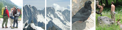 Alpine chough, the Alps and climbers