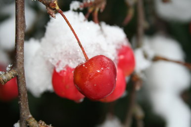 Cherrys In The Snow
