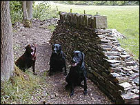 Dogs and a wall