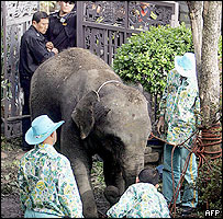 Elefante em Seul