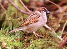 a house sparrow.