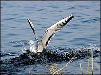 تالاب شادگان