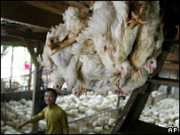 Pamje nga Indonezia e prekur më rëndë nga gripi i shpendëve 