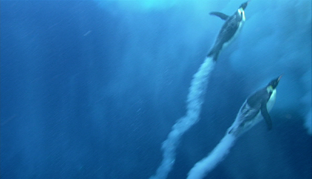 Emperor penguins create bubble trails (image: Blue Planet, BBC)