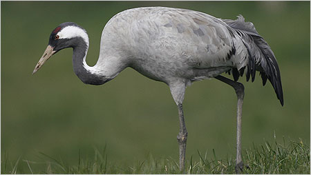 Common Crane c/o David Hutton. See more of Dave's photos at http://davehutton.fotopic.net/