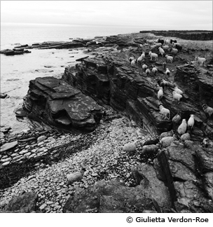 Sheep on North Ronaldsay