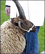 sheep:courtesy of Devon County Show website