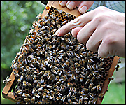 The queen bee is pointed out