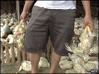 Drůbeží farma v Indonésii