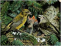 Crossbills c/o Thetford Forest