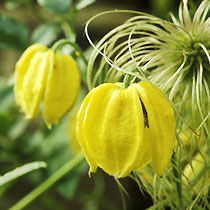 Clematis tangutica