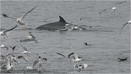 Minke Whale c/o Hebridean Wihale and Dolphin Trust