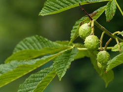 Horse chestnut tree