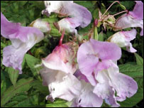 Himalayan Balsam