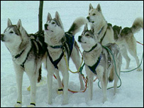 Psi husky