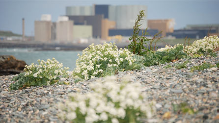 Cemlyn Bay with Wylfa power station in the background. Image by Martin Aaron