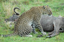 Leopard in the Mara 3