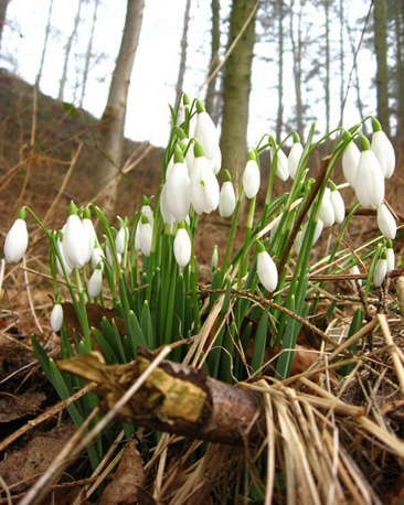Snowdrops (courtesy of Tom Chisholm)