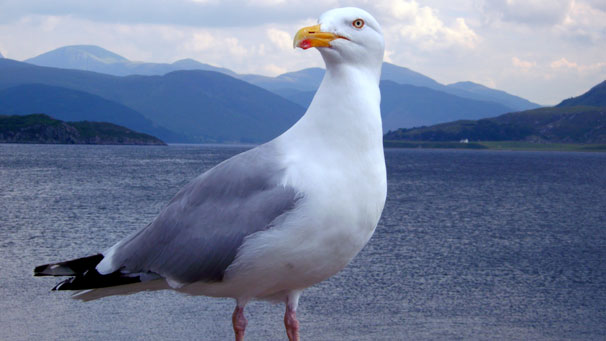 A friendly seagull at Ullapool, photographed by Fiona Kelly from Stirling.