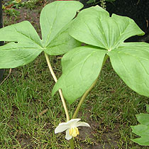 Podophyllum peltatum