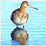 Black tailed Godwit (Image: David Featherbe/WWT) 