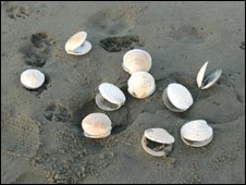 shells_226.jpg