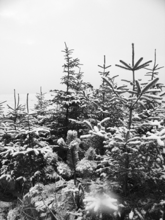 Norwegian forest? No- trees on Lewis croft