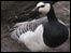 Barnacle goose