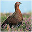 Moors Index (Image: Grouse c/o PA Images)