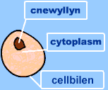 celloedd yn byw